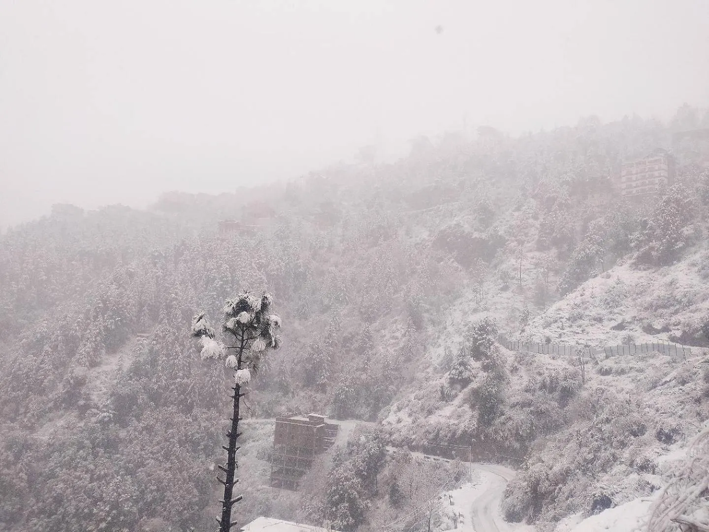 Royal Cedar Retreat Bed & Breakfast Shimla